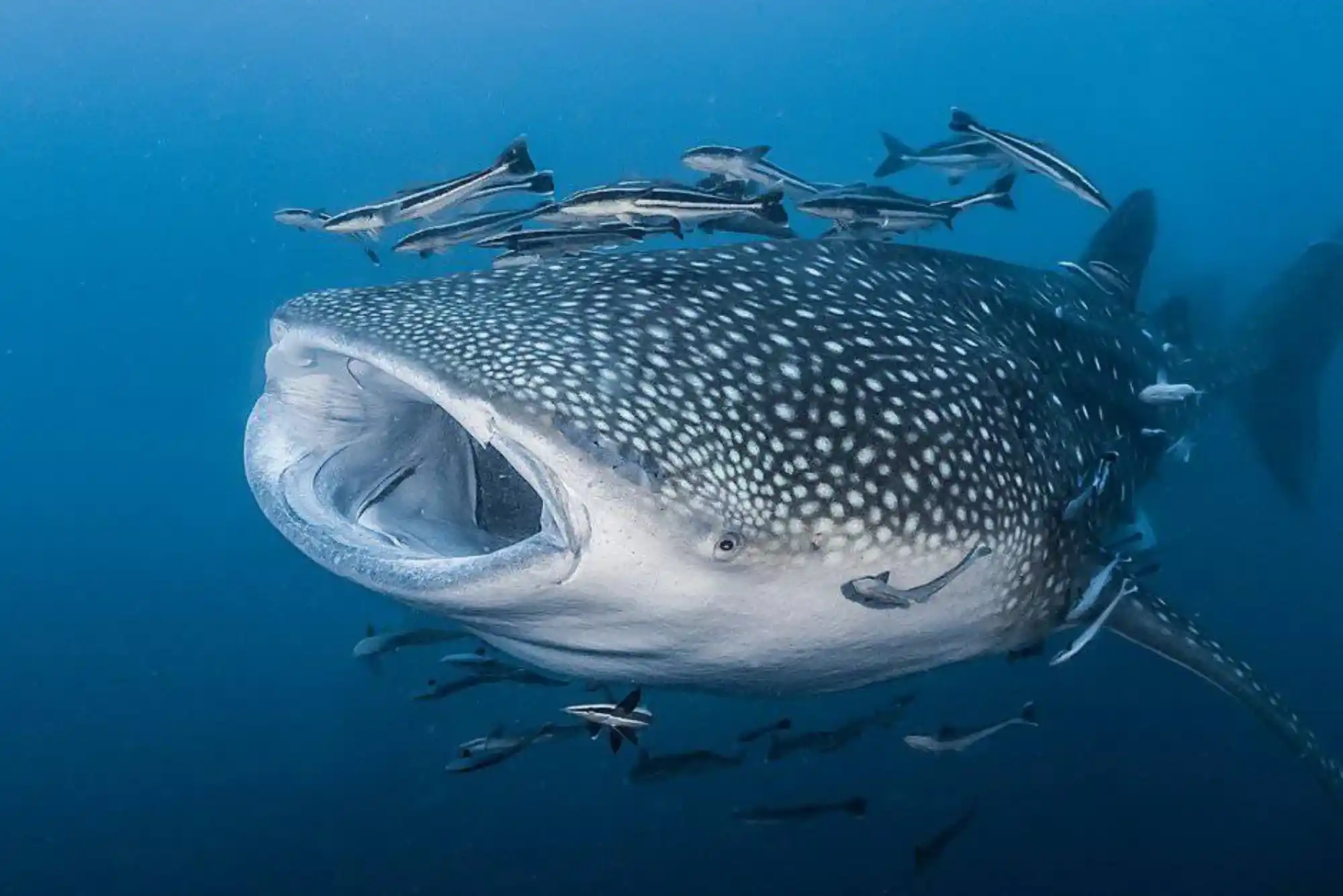 Top Rated Research on How Many Fish Are in the Ocean