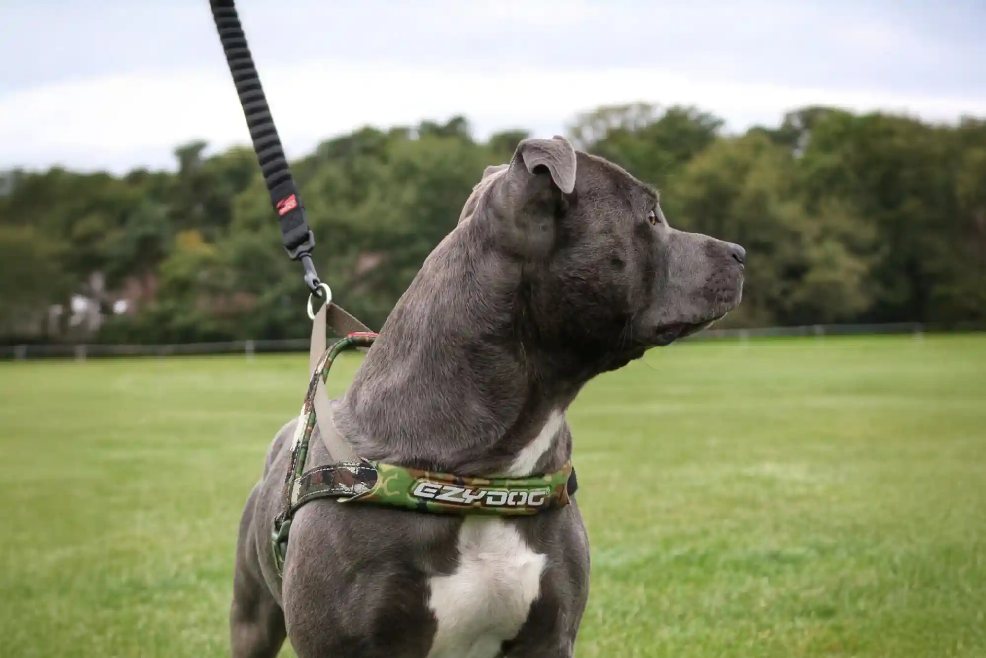 Best Heavy Duty No-Pull Harnesses for Pitbulls, Boxers, and Strong Pullers