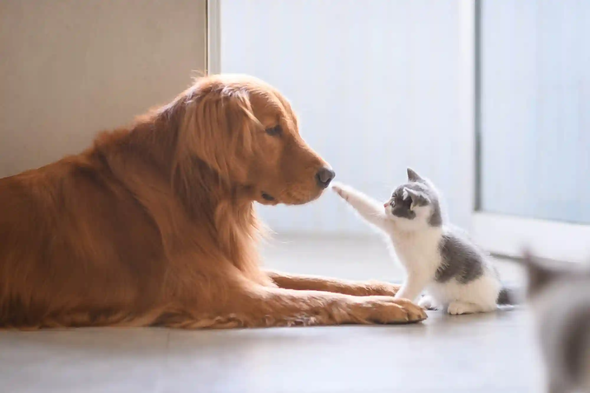 How to Introduce a New Cat to a Dog: Scent Swapping and Visual Barrier Protocols How to Introduce a New Cat to a Dog: Scent Swapping and Visual Barrier Protocols