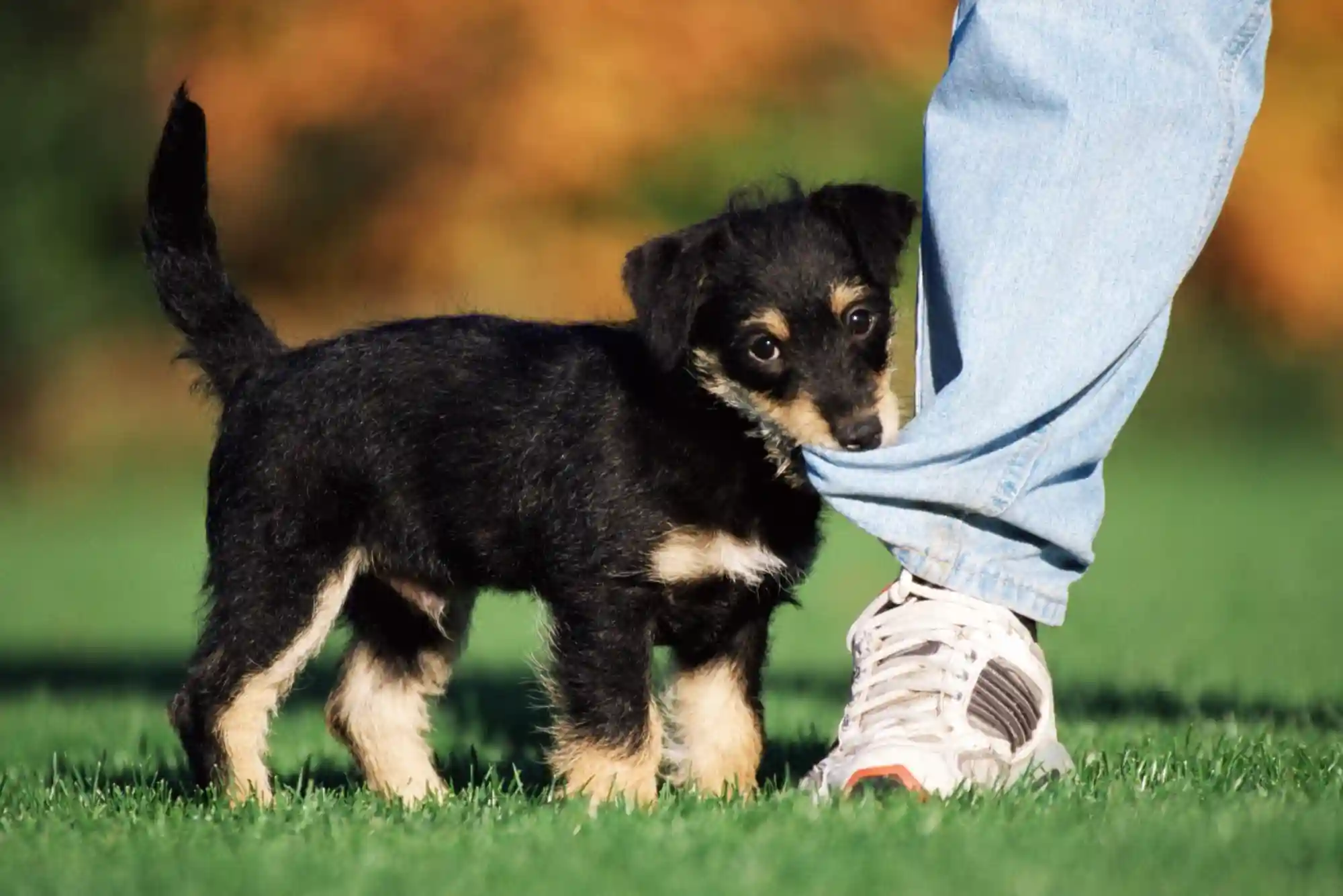 How to Stop a Puppy from Biting Ankles and Pant Legs During Walks How to Stop a Puppy from Biting Ankles and Pant Legs During Walks