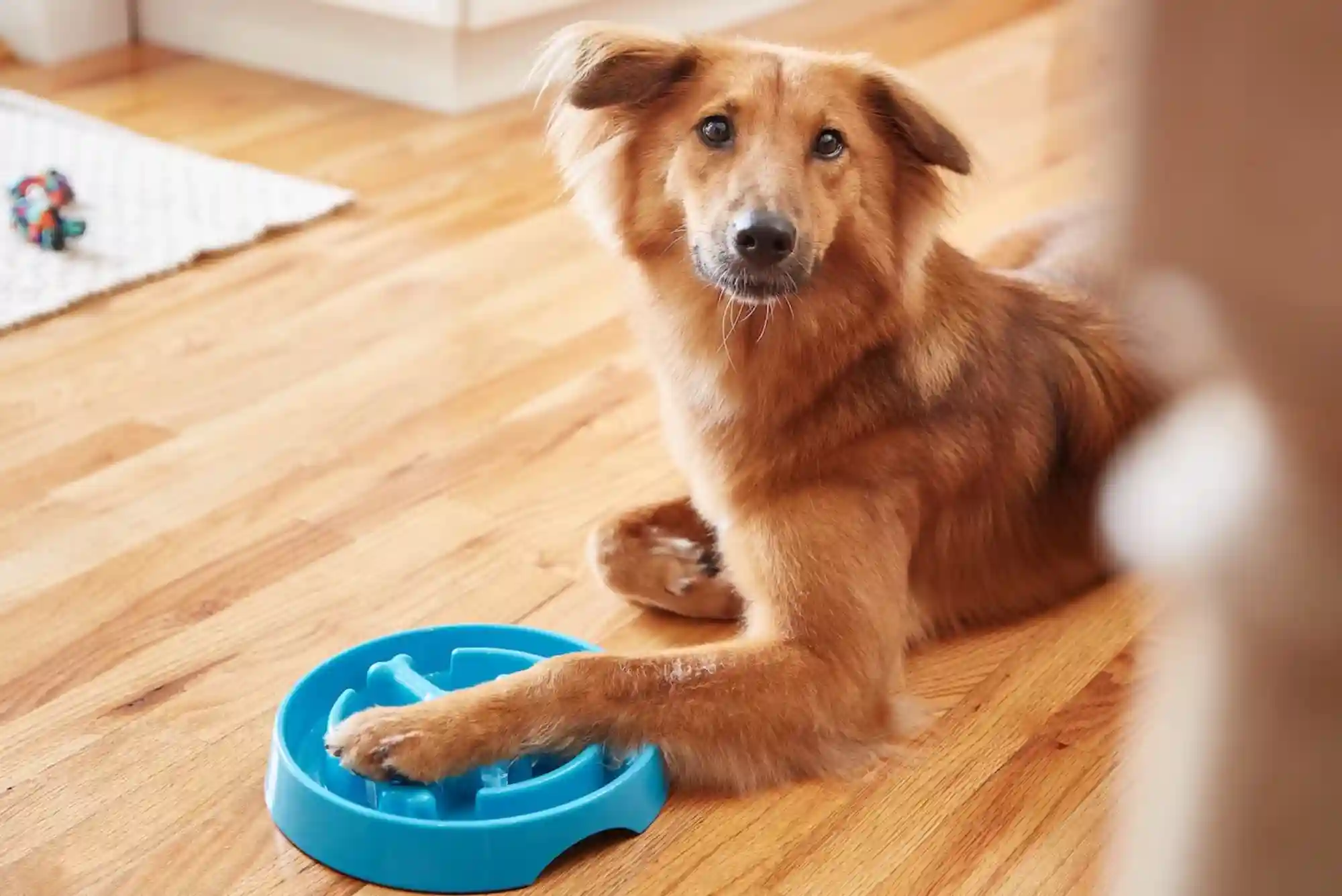 Resource Guarding in Dogs: How to Stop Food and Toy Aggression with Trade Drills Resource Guarding in Dogs: How to Stop Food and Toy Aggression with Trade Drills